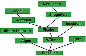 Stammbaum Lebewesen