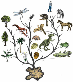 evolution tree wikipedia